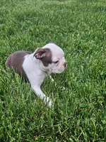 Perry , a male Boston Terrier for sale in Montgomery, IN – 2 of 5