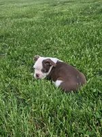 Perry , a male Boston Terrier for sale in Montgomery, IN – 5 of 5