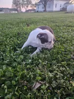 Perry , a male Boston Terrier for sale in Montgomery, IN – Photo 3 of 3