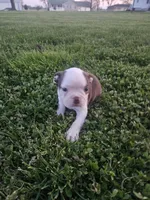 Perry , a male Boston Terrier for sale in Montgomery, IN – Photo 2 of 3