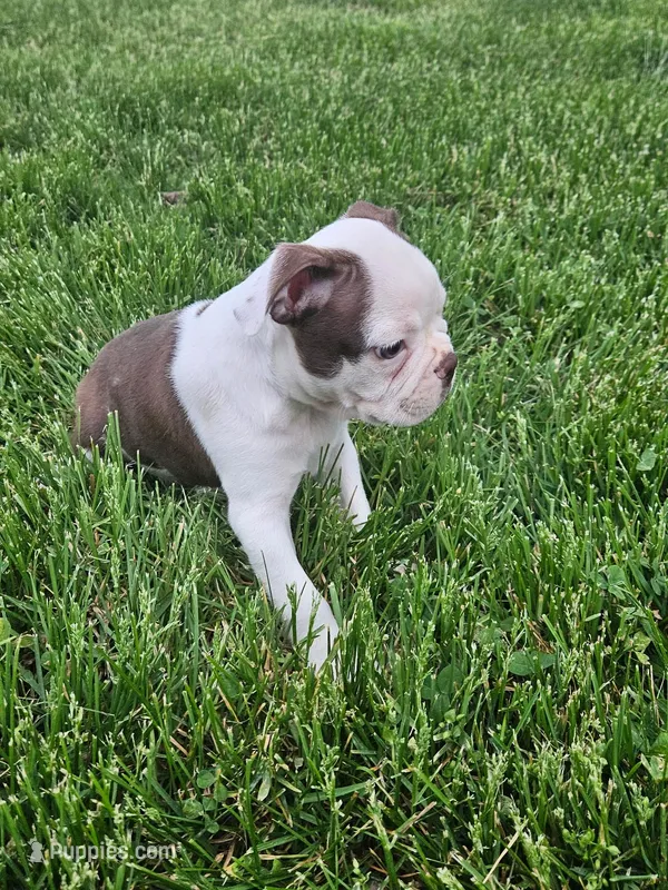 Perry  – Boston Terrier puppy for sale in Montgomery, IN