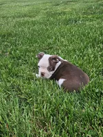 Perry , a male Boston Terrier for sale in Montgomery, IN – 3 of 5