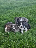 Henry, a male Boston Terrier for sale in Montgomery, IN – 2 of 3