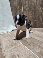 Sharon, a female Boston Terrier for sale in Montgomery, IN – Photo 1 of 2