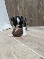 Sharon, a female Boston Terrier for sale in Montgomery, IN – Photo 2 of 2