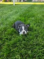 Hannah , a female Boston Terrier for sale in Montgomery, IN – 2 of 4