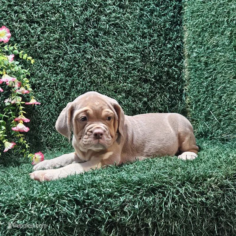 Laura – English Bulldog puppy for sale in Montgomery, IN
