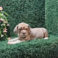Laura, a female English Bulldog for sale in Montgomery, IN – 1 of 2