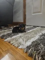 Artie, a male Yorkshire Terrier for sale in Montgomery, IN – Photo 1 of 3