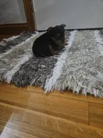 Artie, a male Yorkshire Terrier for sale in Montgomery, IN – Photo 3 of 3