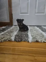 Artie, a male Yorkshire Terrier for sale in Montgomery, IN – Photo 2 of 3