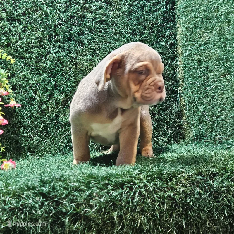 Macy – English Bulldog puppy for sale in Montgomery, IN