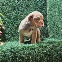Macy, a female English Bulldog for sale in Montgomery, IN – 1 of 2