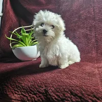 Floyd, a male Maltese for sale in Montgomery, IN – Photo 3 of 3