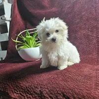 Floyd, a male Maltese for sale in Montgomery, IN – Photo 1 of 3