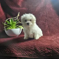 Floyd, a male Maltese for sale in Montgomery, IN – Photo 2 of 3
