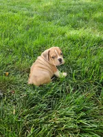 Clint, a male English Bulldog for sale in Montgomery, IN – 3 of 3