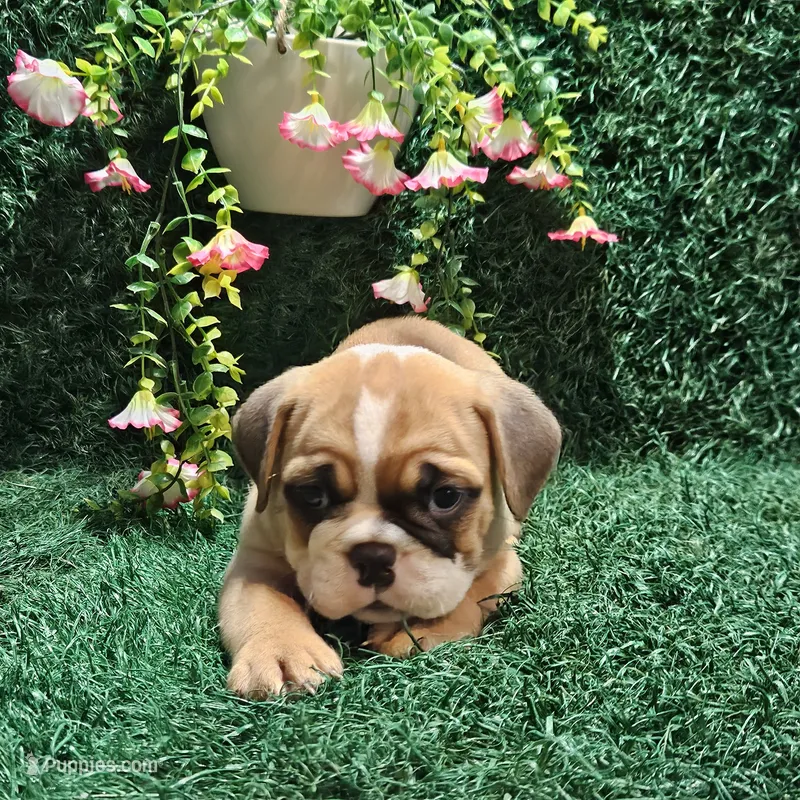 Anna – English Bulldog puppy for sale in Montgomery, IN