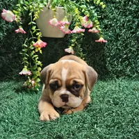 Anna, a female English Bulldog for sale in Montgomery, IN – 1 of 2