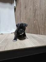 Wyatt , a male Boston Terrier for sale in Montgomery, IN – Photo 3 of 4