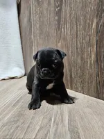 Wyatt , a male Boston Terrier for sale in Montgomery, IN – Photo 2 of 4