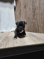 Wyatt , a male Boston Terrier for sale in Montgomery, IN – Photo 4 of 4