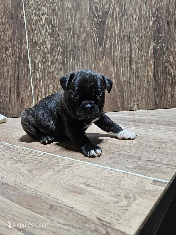 Wyatt  – Boston Terrier puppy for sale in Montgomery, IN