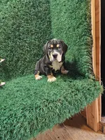 Cleo, a male English Bulldog for sale in Montgomery, IN – 3 of 3