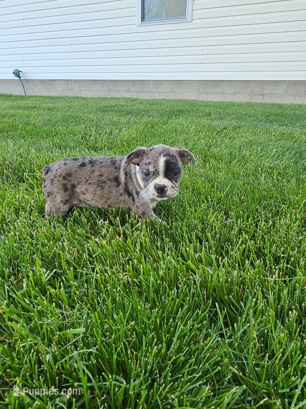 Hailey – Boston Terrier puppy for sale in Montgomery, IN