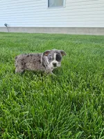 Hailey, a female Boston Terrier for sale in Montgomery, IN – 1 of 3
