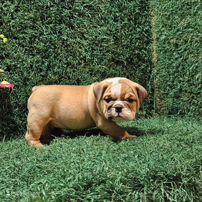 Haden – English Bulldog puppy for sale in Montgomery, IN