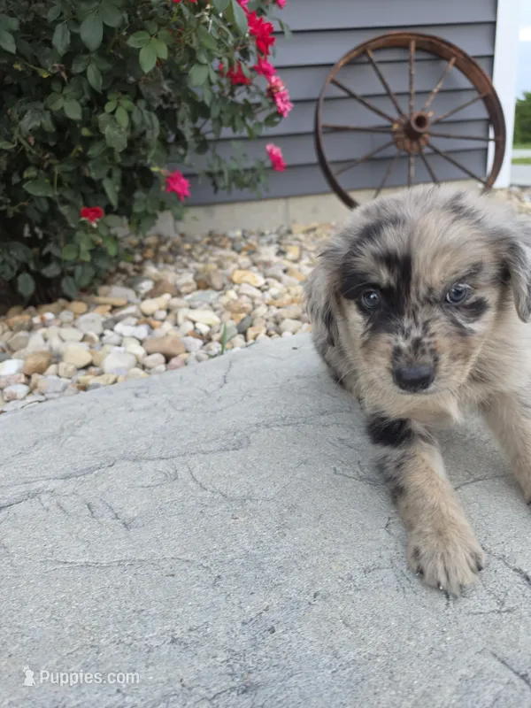 Artie – Aussiedoodle puppy for sale in Montgomery, IN