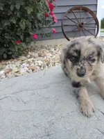 Artie, a male Aussiedoodle for sale in Montgomery, IN – 1 of 3