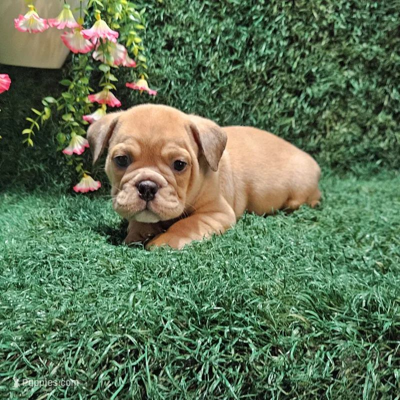 Leo – English Bulldog puppy for sale in Montgomery, IN