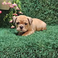 Leo, a male English Bulldog for sale in Montgomery, IN – 1 of 2