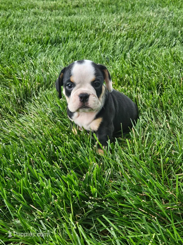 Cheyenne  – English Bulldog puppy for sale in Montgomery, IN