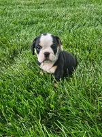 Cheyenne , a female English Bulldog for sale in Montgomery, IN – 1 of 3