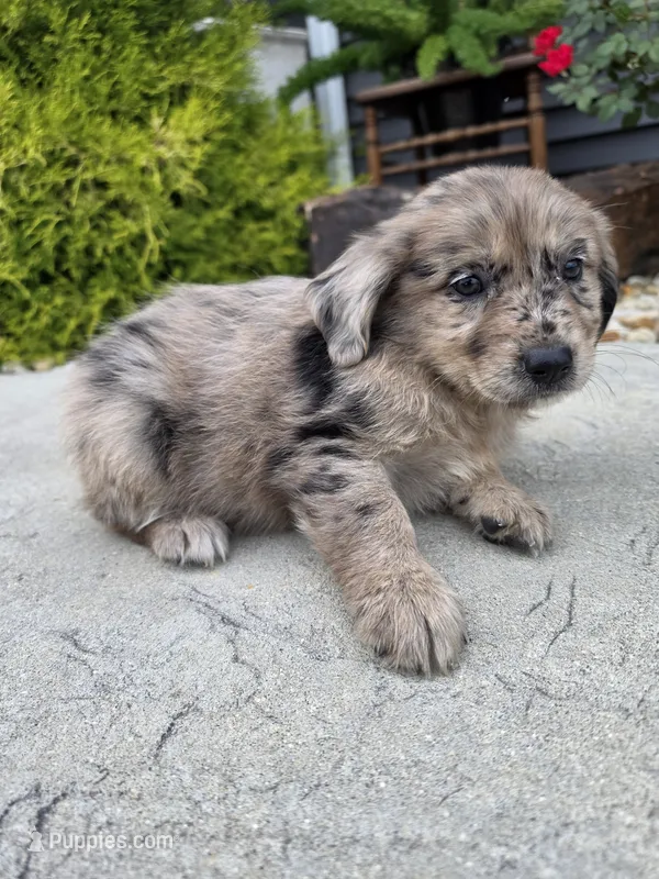 Lola – Aussiedoodle puppy for sale in Montgomery, IN