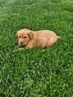 Joleen , a female Golden Retriever for sale in Montgomery, IN – Photo 6 of 6