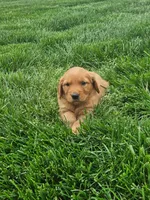 Joleen , a female Golden Retriever for sale in Montgomery, IN – Photo 4 of 6
