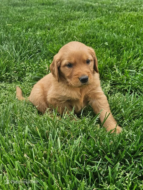 Joleen  – Golden Retriever puppy for sale in Montgomery, IN