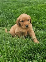 Joleen , a female Golden Retriever for sale in Montgomery, IN – Photo 1 of 6