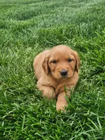 Joleen , a female Golden Retriever for sale in Montgomery, IN – Photo 3 of 6