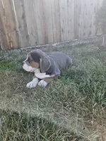 Hannah, a female English Bulldog and Beagle for sale in Montgomery, IN – Photo 2 of 3