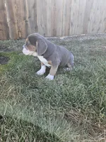 Hannah, a female English Bulldog and Beagle for sale in Montgomery, IN – Photo 3 of 3