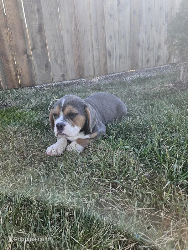 Hannah, a female English Bulldog and Beagle for sale in Montgomery, IN – Photo 1 of 3