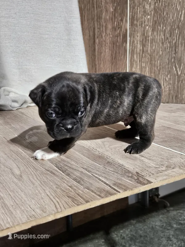 Braden – Boston Terrier puppy for sale in Montgomery, IN