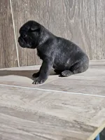 Braden, a male Boston Terrier for sale in Montgomery, IN – Photo 2 of 2