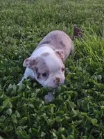 Missy, a male Boston Terrier for sale in Montgomery, IN – Photo 3 of 4