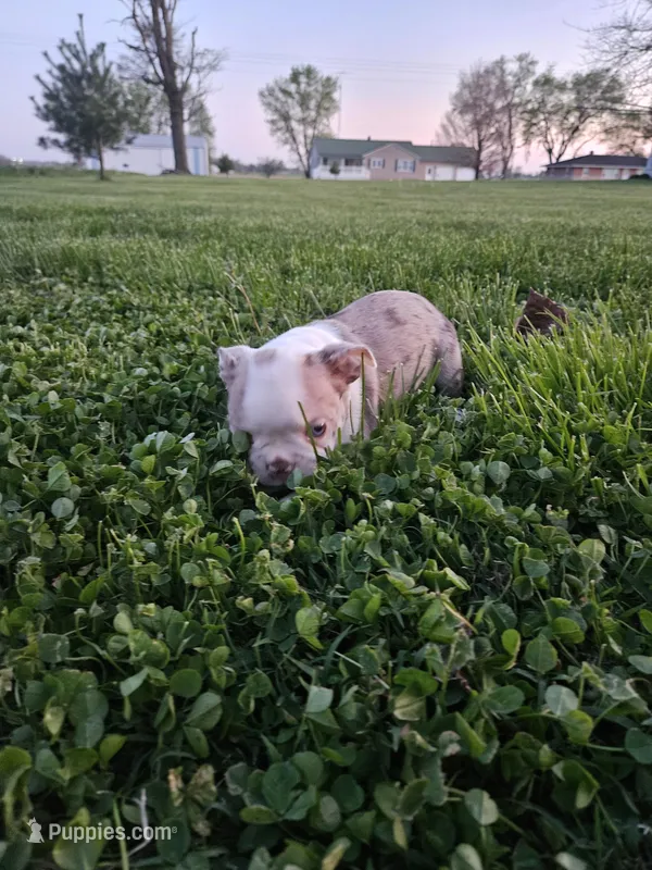 Missy – Boston Terrier puppy for sale in Montgomery, IN